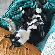 Moustache a rejoint le concours — aidez-le/la à gagner de superbes lots ! cat, black_and_white, pet, indoor, couch, blanket, fabric, floor, curious, relaxed, whiskers, tail, paw, fur, home, cozy, comfortable, resting, animal, cute