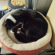 Moustache a rejoint le concours — aidez-le/la à gagner de superbes lots ! animal, black_and_white, blanket, cat, comfort, cozy, curled_up, domestic, fur, furniture, home, indoor, nap, pet_bed, quiet, relaxation, resting, sleep, sleeping, soft