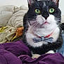 Moustache participe au concours pour gagner de l'argent avec cette photo : cat, black_and_white, green_eyes, bow_tie, pet, indoor, blanket, plush_toy, bed, cozy, feline, portrait, cute, whiskers, fur, sitting, domestic_animal, animal, close_up, relaxed