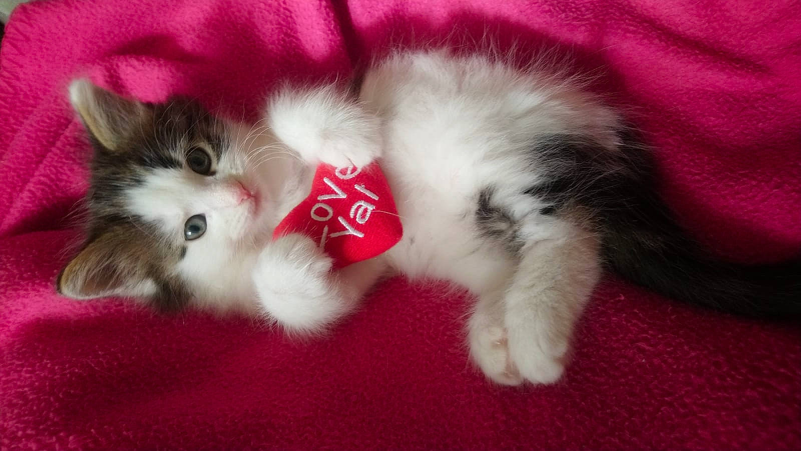 Ollie joined the competition — help win amazing prizes! american_curl, carnivore, cat, domestic_long_haired_cat, felidae, fur, kitten, mammal, munchkin, norwegian_forest_cat, paw, persian, polydactyl_cat, ragamuffin, ragdoll, small_to_medium_sized_cats, tail, whiskers