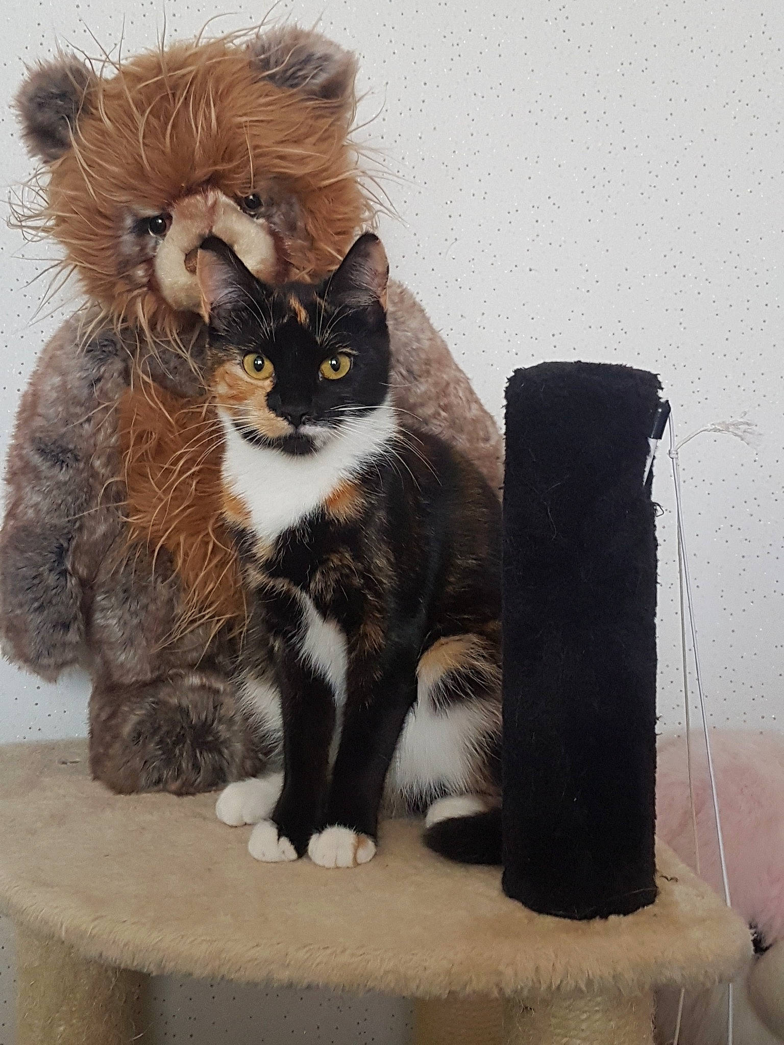 Jessica joined the competition — help win amazing prizes! asian, black_cat, british_semi_longhair, carnivore, cat, domestic_short_haired_cat, fawn, felidae, fur, kitten, maine_coon, norwegian_forest_cat, paw, polydactyl_cat, small_to_medium_sized_cats, tail, whiskers