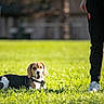 Volt participe au concours pour gagner de l'argent avec cette photo : adidas, animal, beagle, black_clothing, casual, daytime, dog, grass, green, ground, leisure, nature, outdoor, pants, person, pet, relaxation, summer, sunlight, tongue_out