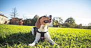 Volt a rejoint le concours — aidez-le/la à gagner de superbes lots ! animal, beagle, canine, collar, daylight, dog, front_paws, grass, greenery, happy, leisure, nature, outdoor, park, pet, playing, sky, summer, sunny, tongue_out