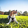 animal, beagle, canine, collar, daylight, dog, front_paws, grass, greenery, happy, leisure, nature, outdoor, park, pet, playing, sky, summer, sunny, tongue_out