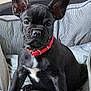 dog, puppy, french_bulldog, black_dog, pet_bed, red_collar, striped_bed, indoor, cute, pet, animal, ears, sitting, looking, young_dog, canine, fur, adorable, companion, domestic_animal