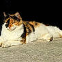 You Two a rejoint le concours — aidez-le/la à gagner de superbes lots ! cat, calico, feline, animal, pet, relaxing, sunlight, concrete, outdoor, fur, whiskers, ears, paw, laying_down, mammal, domestic, resting, quiet, daylight, shadow