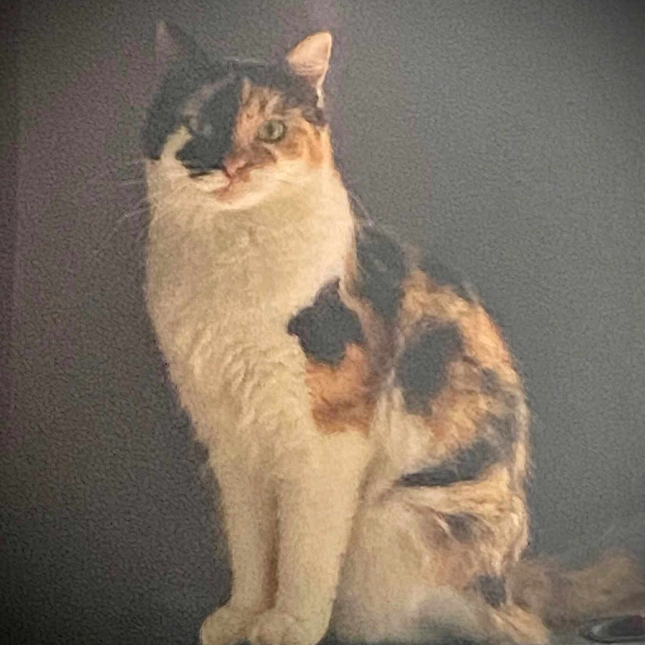 You Two participe au concours pour gagner de l'argent avec cette photo : animal, calico_cat, cat, closeup, cute, domestic_animal, ears, feline, fur, furry, indoor, looking, mammal, pet, portrait, quiet, relaxed, sitting, tail, whiskers