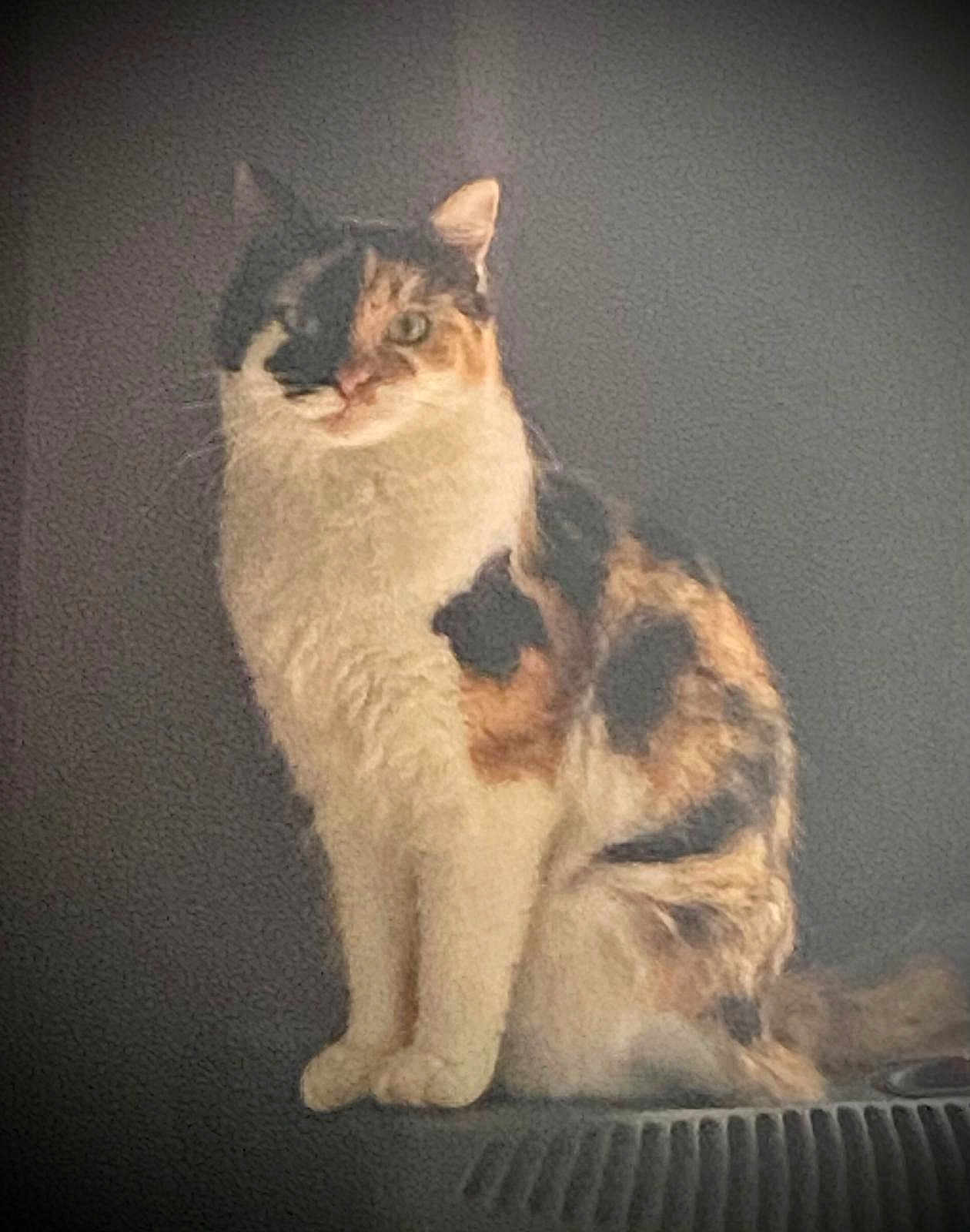 You Two participe au concours pour gagner de l'argent avec cette photo : cat, calico_cat, animal, pet, feline, sitting, fur, whiskers, ears, tail, indoor, portrait, looking, cute, mammal, domestic_animal, furry, relaxed, closeup, quiet