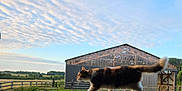 You Two a rejoint le concours — aidez-le/la à gagner de superbes lots ! cat, calico_cat, barn, farm, grass, fence, outdoor, sky, clouds, rural, animal, walking, tail, nature, daytime, wood, field, pet, mammal, peaceful