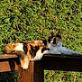 You Two a rejoint le concours — aidez-le/la à gagner de superbes lots ! cat, calico_cat, feline, wooden_railing, outdoor, greenery, sunlight, relaxed, animal, pet, nature, fur, tail, resting, daylight, leafy_background, peaceful, wildlife, tree, wood