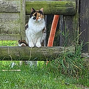 You Two participe au concours pour gagner de l'argent avec cette photo : cat, calico, fence, wood, grass, outdoor, animal, pet, nature, curious, orange_pipe, rustic, planks, greenery, mammal, quiet, daylight, wildlife, looking, peaceful