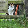 cat, calico, fence, wood, grass, outdoor, animal, pet, nature, curious, orange_pipe, rustic, planks, greenery, mammal, quiet, daylight, wildlife, looking, peaceful