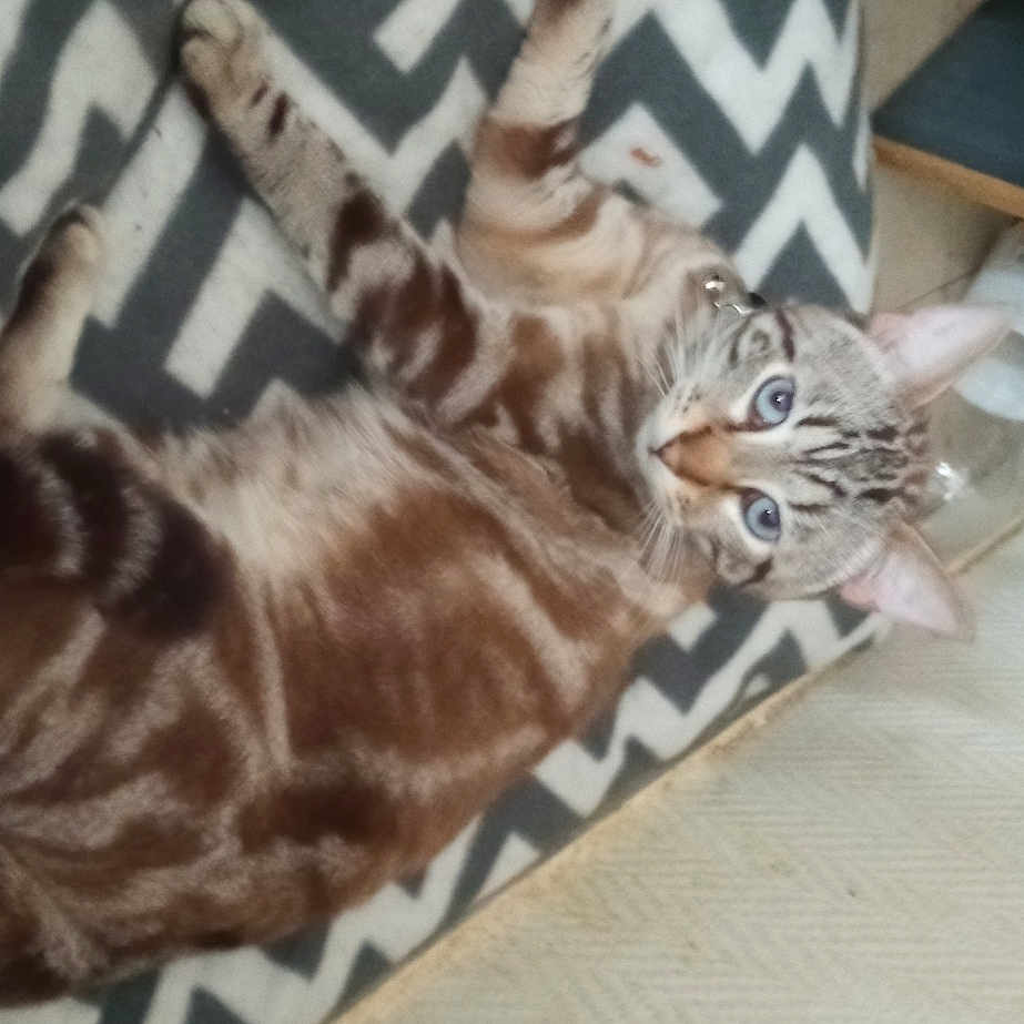 Ruby participe au concours pour gagner de l'argent avec cette photo : bengal_tiger, big_cats, carnivore, cat, domestic_short_haired_cat, fashion_accessory, fawn, felidae, flooring, font, fur, hardwood, military_camouflage, pattern, small_to_medium_sized_cats, tail, terrestrial_animal, tiger, whiskers, wood