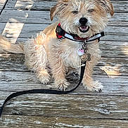 Cash is registered to the contest to win money with this photo: dog, leash, wooden_deck, happy, smiling, fur, pet, outdoor, sunlight, collar, tag, sitting, canine, small_dog, fluffy, playful, animal, tongue_out, friendly, cute