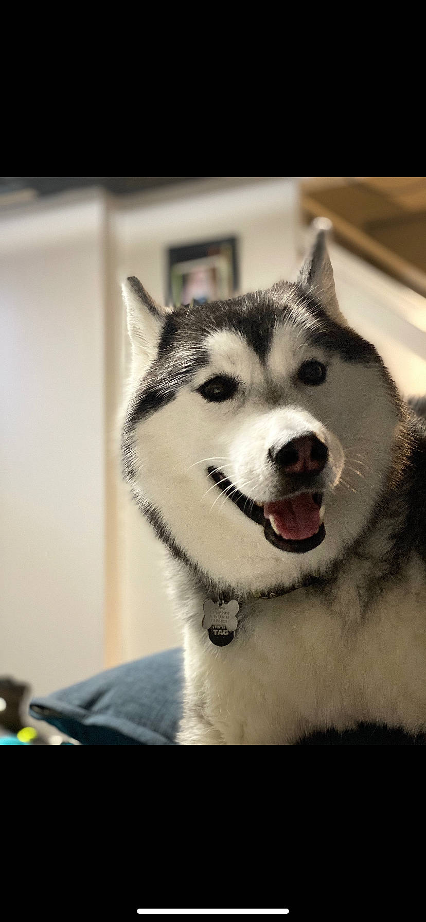 Hunter is registered to the contest to win money with this photo: alaskan_klee_kai, alaskan_malamute, canadian_eskimo_dog, canidae, canis, carnivore, dog, dog_breed, greenland_dog, mammal, miniature_siberian_husky, sakhalin_husky, seppala_siberian_sleddog, siberian_husky, sled_dog, snout, tamaskan_dog, vertebrate, wolfdog, working_dog