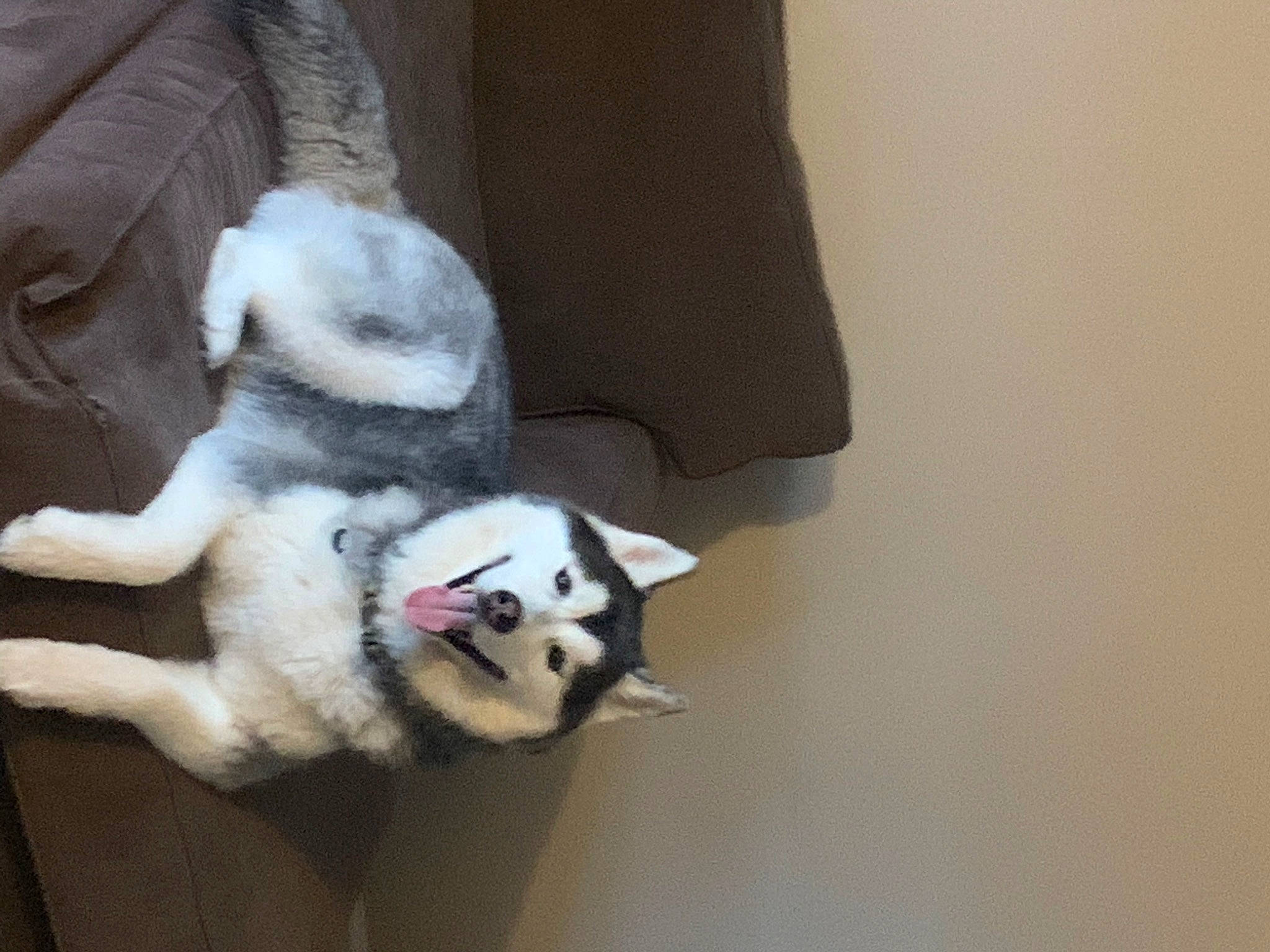 Hunter joined the competition — help win amazing prizes! alaskan_klee_kai, alaskan_malamute, canidae, carnivore, dog, dog_breed, fur, siberian_husky, sled_dog, tail, wolfdog