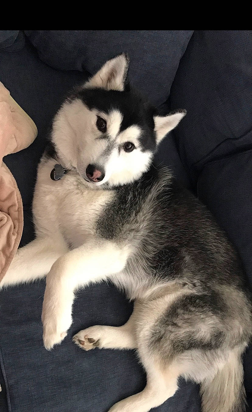 Hunter is registered to the contest to win money with this photo: alaskan_klee_kai, alaskan_malamute, canadian_eskimo_dog, canidae, carnivore, dog, dog_breed, labrador_husky, mammal, miniature_siberian_husky, native_american_indian_dog, northern_inuit_dog, sakhalin_husky, seppala_siberian_sleddog, siberian_husky, sled_dog, snout, tamaskan_dog, vertebrate, wolfdog