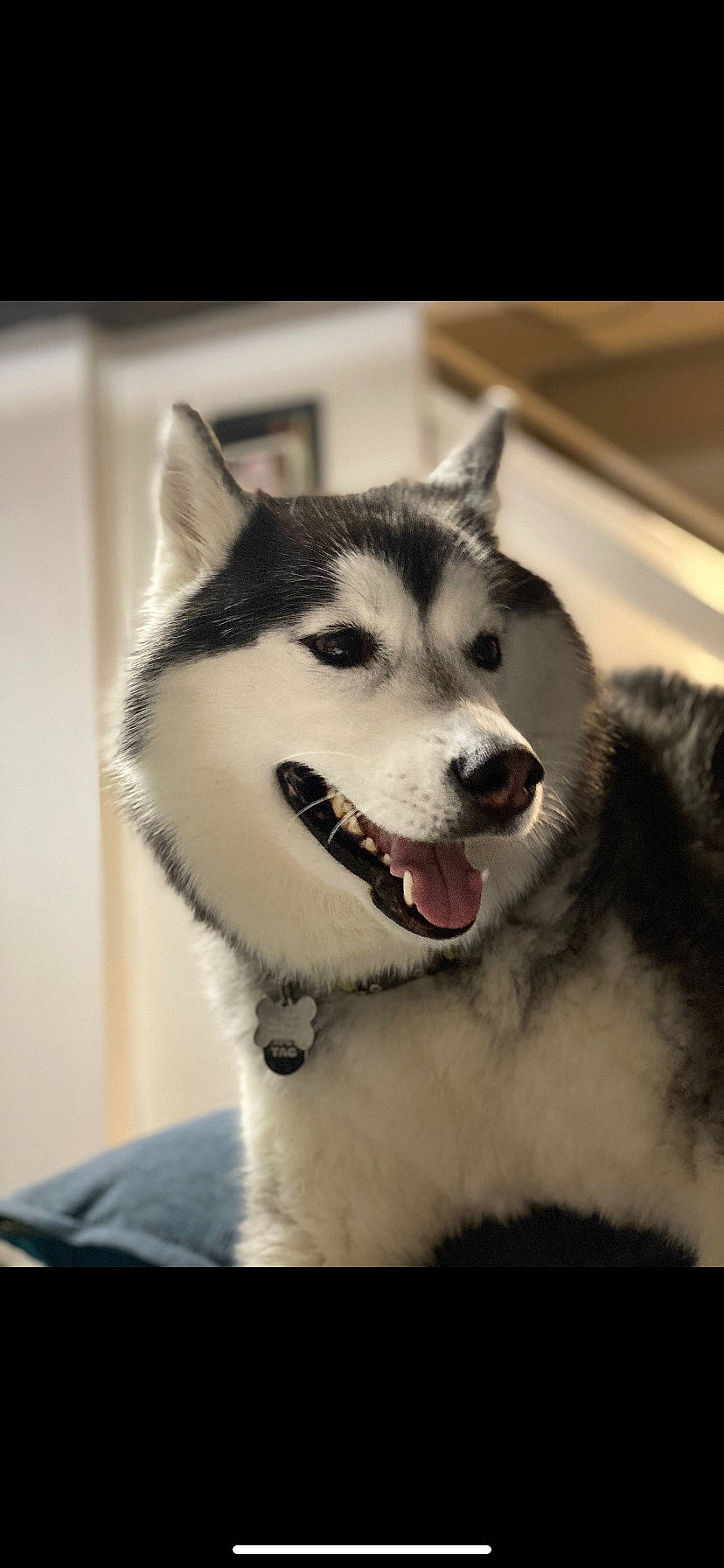 Hunter joined the competition — help win amazing prizes! alaskan_klee_kai, alaskan_malamute, canadian_eskimo_dog, canidae, carnivore, dog, dog_breed, east_siberian_laika, greenland_dog, mammal, miniature_siberian_husky, northern_inuit_dog, sakhalin_husky, seppala_siberian_sleddog, siberian_husky, sled_dog, snout, vertebrate, wolfdog, working_dog