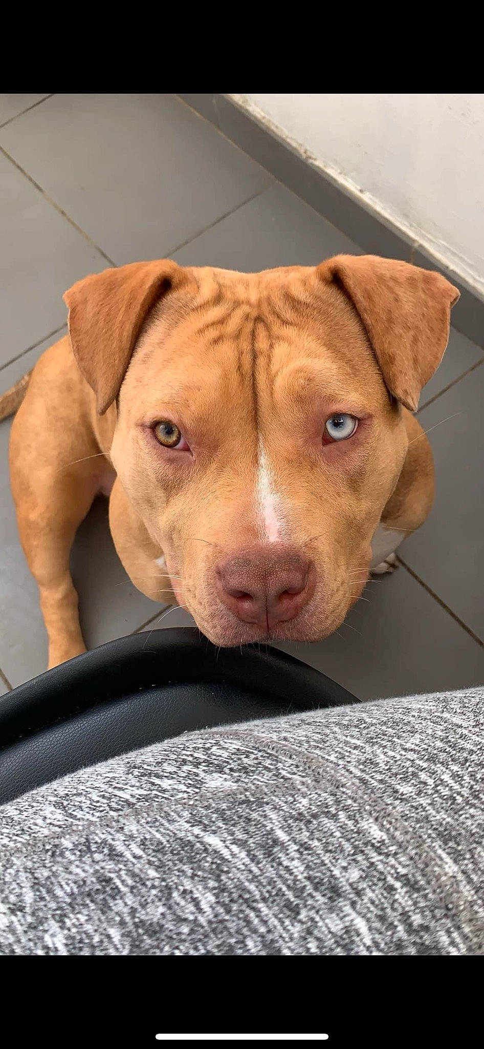 Jupette participe au concours pour gagner de l'argent avec cette photo : canidae, carnivore, collar, companion_dog, dog, dog_breed, dog_collar, dog_supply, eye, fawn, fur, hunting_dog, liver, non_sporting_group, pet_supply, snout, sporting_group, terrestrial_animal, whiskers, working_animal