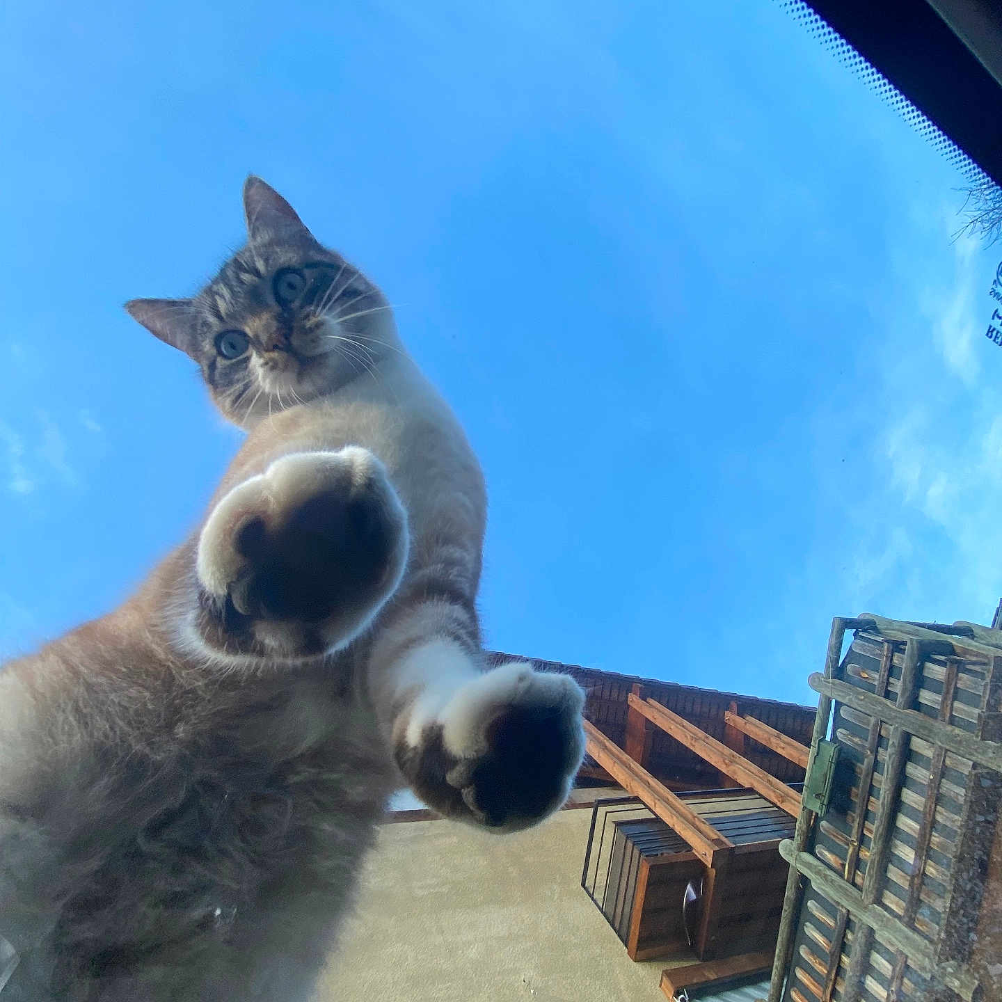 Loupy a rejoint le concours — aidez-le/la à gagner de superbes lots ! alley, animal, architecture, building, cat, city, condo, house, housing, kitten, nature, outdoors, pet, photography, road, shelter, sky, street, urban, villa