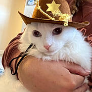 Sir Bojangles joined the competition — help win amazing prizes! cat, white_cat, cowboy_hat, pet, fluffy, indoor, person, hand, holding, closeup, cute, animal, feline, costume, brown_hat, face, portrait, domestic_animal, cozy, casual_clothing