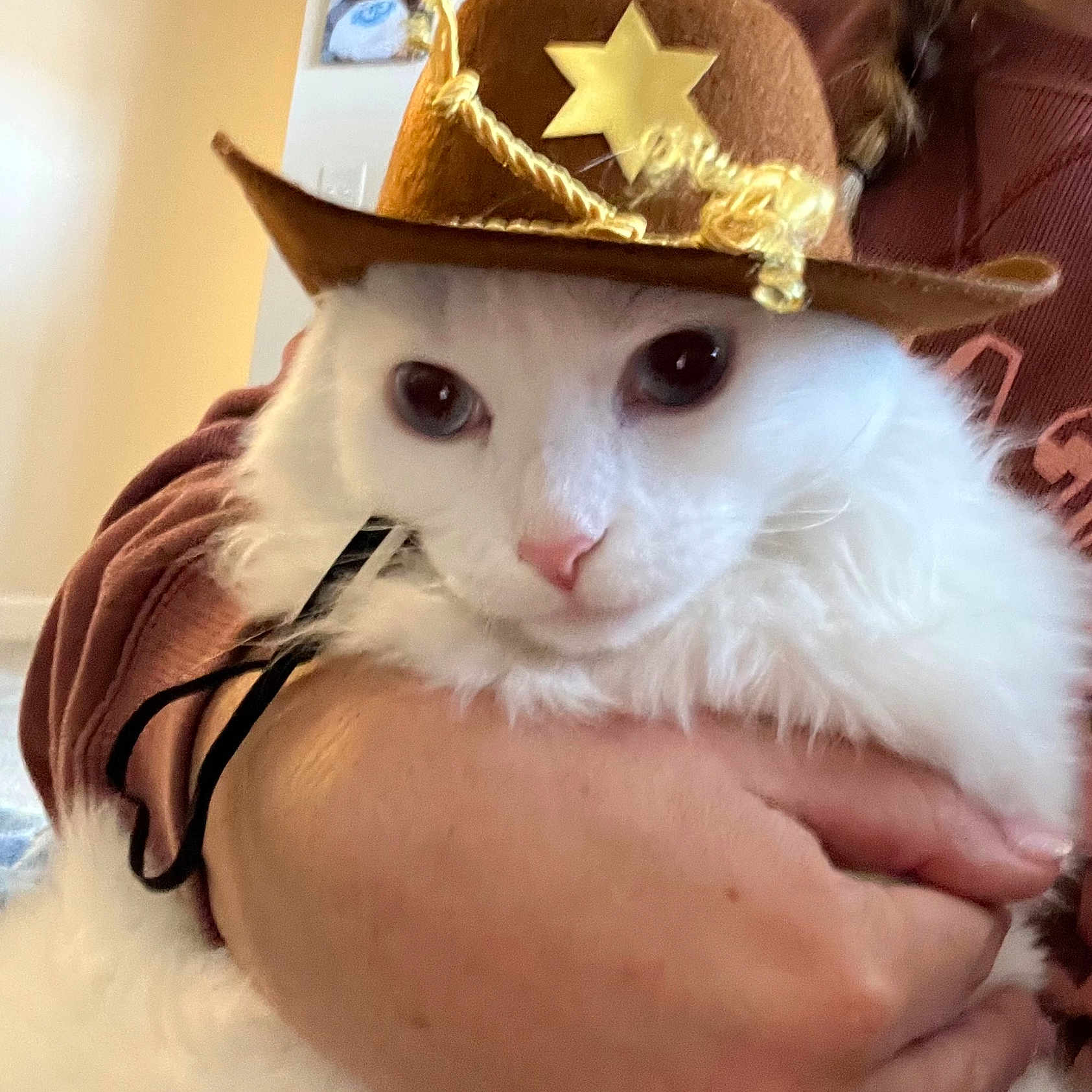 Sir Bojangles joined the competition — help win amazing prizes! animal, brown_hat, casual_clothing, cat, closeup, costume, cowboy_hat, cozy, cute, domestic_animal, face, feline, fluffy, hand, holding, indoor, person, pet, portrait, white_cat