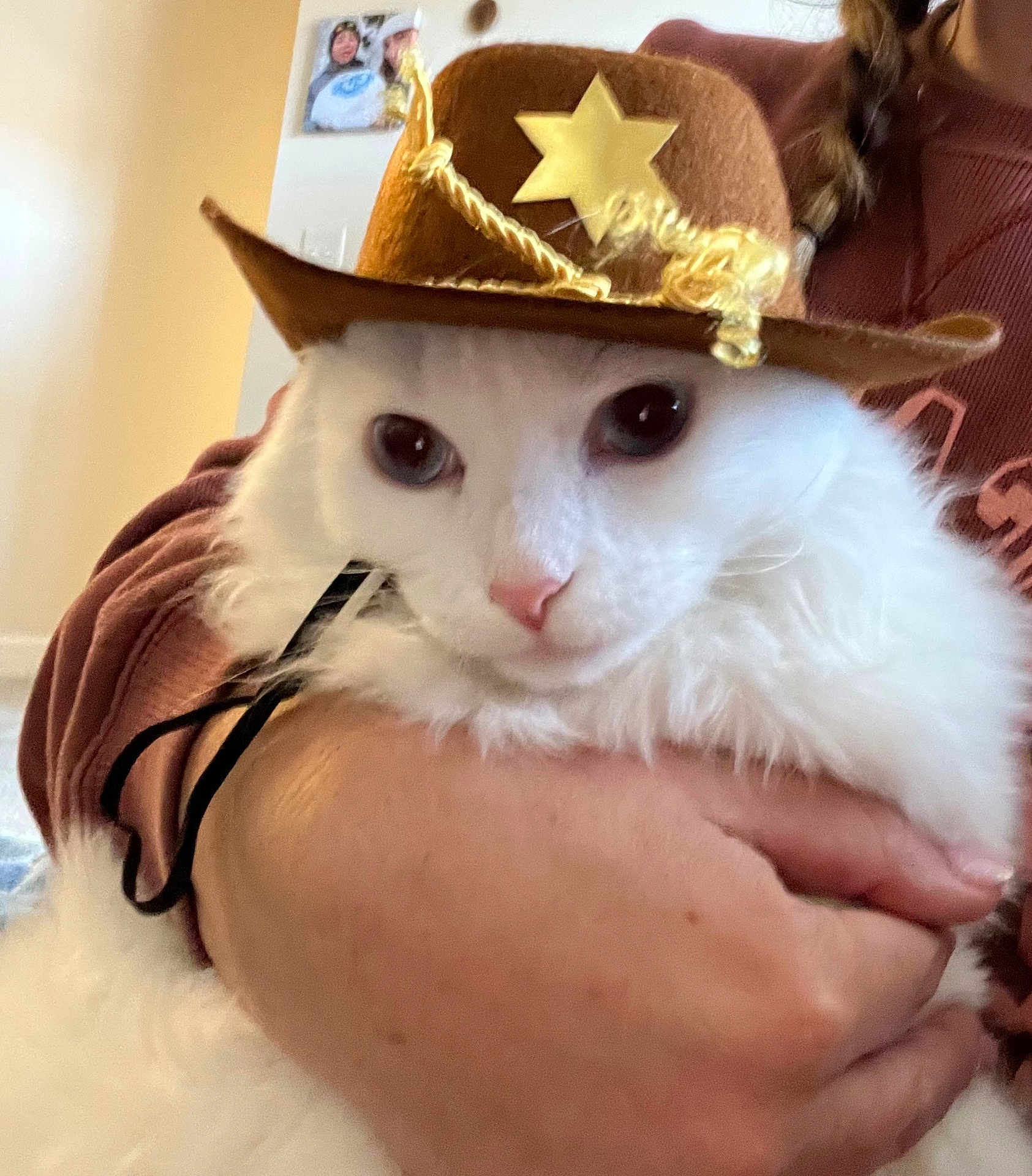 Sir Bojangles joined the competition — help win amazing prizes! cat, white_cat, cowboy_hat, pet, fluffy, indoor, person, hand, holding, closeup, cute, animal, feline, costume, brown_hat, face, portrait, domestic_animal, cozy, casual_clothing
