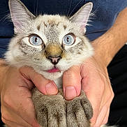Mouse is registered to the contest to win money with this photo: cat, blue_eyes, tongue_out, paws, hands, close_up, fluffy, pet, animal, cute, domestic_cat, feline, whiskers, fur, portrait, indoor, holding, human, face, expression