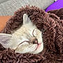 Mouse joined the competition — help win amazing prizes! kitten, cat, sleeping, cozy, blanket, fur, cute, pet, animal, indoor, closeup, relaxation, soft, snuggle, whiskers, face, ears, comfort, rest, nap