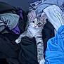 animal, cat, clothes, cozy, curious, cute, ears, eyes, fur, gray, indoor, kitten, laundry, pet, pile, resting, small, soft_lighting, striped, white