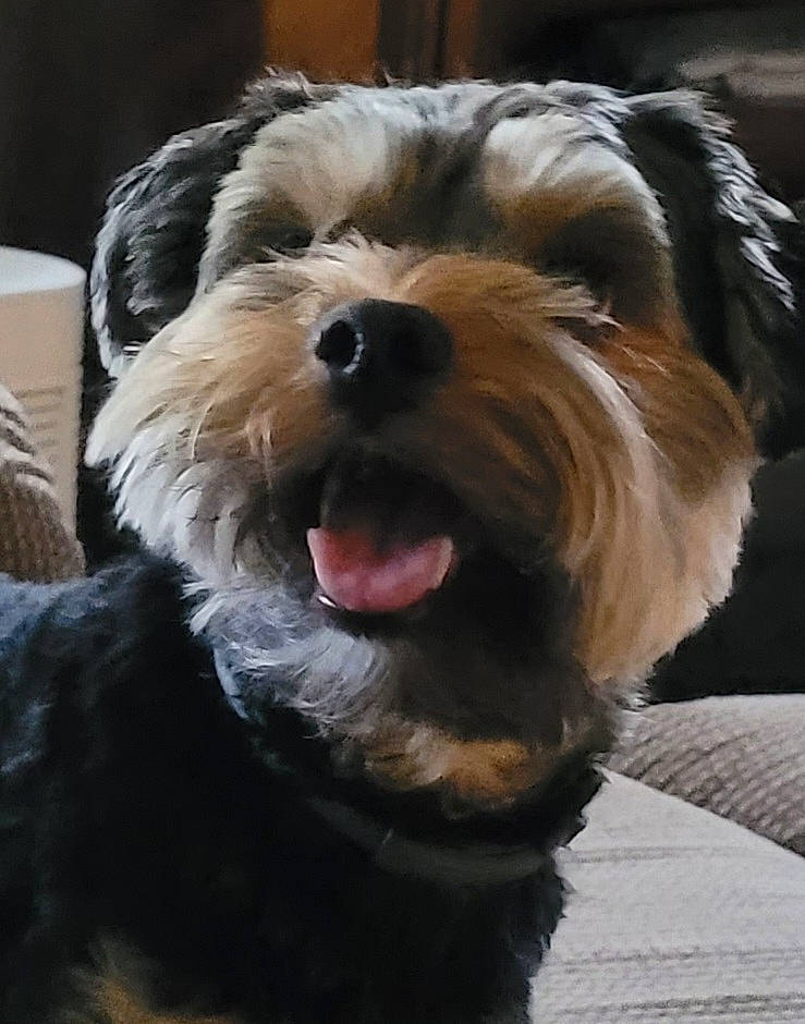 Smudge joined the competition — help win amazing prizes! canidae, carnivore, companion_dog, dog, dog_breed, fur, labradoodle, liver, maltepoo, non_sporting_group, poodle_crossbreed, puppy, small_terrier, snout, sporting_group, terrier, toy_dog, water_dog, working_animal, yorkipoo