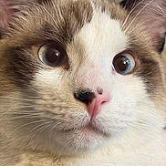 Pumpkin joined the competition — help win amazing prizes! cat, close_up, blue_eyes, whiskers, pink_nose, fur, pet, animal, mammal, indoor, portrait, curious, face, feline, cute, expression, soft_light, domestic_cat, whisker, head