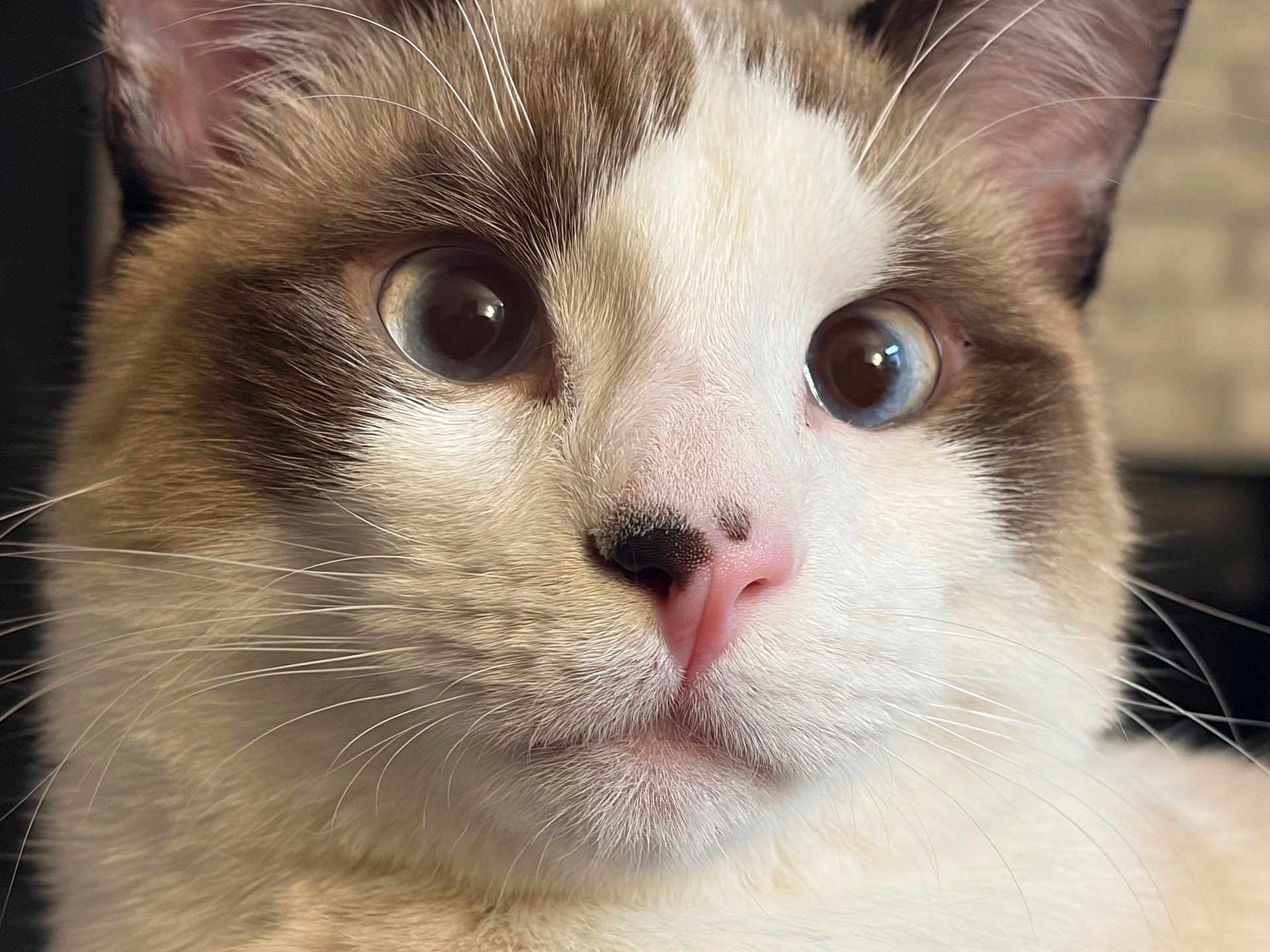 Pumpkin joined the competition — help win amazing prizes! cat, close_up, blue_eyes, whiskers, pink_nose, fur, pet, animal, mammal, indoor, portrait, curious, face, feline, cute, expression, soft_light, domestic_cat, whisker, head