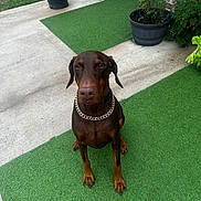 Mighty Big Ben joined the competition — help win amazing prizes! doberman, dog, pet, canine, sitting, chain, gold_chain, outdoor, green_turf, potted_plant, brick_wall, concrete, animal, fur, ears, paw, nails, portrait, watchful, calm