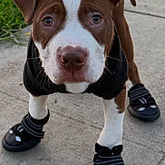 Titan is registered to the contest to win money with this photo: dog, puppy, pitbull, pet, dog_boots, paw_protection, leash, harness, jacket, close_up, portrait, brown_and_white, muzzle, ears, eyes, whiskers, sidewalk, concrete, grass, outdoor