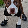 dog, puppy, pitbull, pet, dog_boots, paw_protection, leash, harness, jacket, close_up, portrait, brown_and_white, muzzle, ears, eyes, whiskers, sidewalk, concrete, grass, outdoor