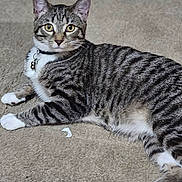 Dallas Lee Pyant joined the competition — help win amazing prizes! alert, animal, bell, carpet, cat, collar, cute, domestic, feline, floor, indoor, laying, looking, paws, pet, resting, striped, tabby, whiskers, yellow_eyes