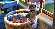 Ares is registered to the contest to win money with this photo: cat, tabby_cat, pet, indoor, sunlight, window, cat_bed, stretching, paw, whiskers, collar, curious, relaxed, feline, cozy, soft, home, animal, cute, playful