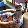 cat, tabby_cat, pet, indoor, sunlight, window, cat_bed, stretching, paw, whiskers, collar, curious, relaxed, feline, cozy, soft, home, animal, cute, playful