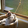 cat, cat_bed, window, sunlight, indoor, pet, playing, string, cozy, relaxed, feline, animal, curious, bed, home, light, screen, resting, toy, comfortable