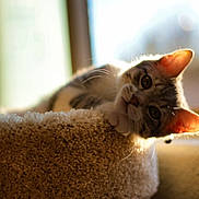 Ares is registered to the contest to win money with this photo: cat, pet, indoor, window, sunlight, carpet, cozy, feline, ears, curious, animal, resting, home, portrait, closeup, soft_light, relaxing, whiskers, cute, mammal