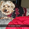 Buggie joined the competition — help win amazing prizes! dog, sweater, bed, blanket, red_blanket, gray_bedding, indoor, pet, cozy, fur, curious, small_dog, canine, resting, portrait, domestic, calendar, wall, animal, clothing