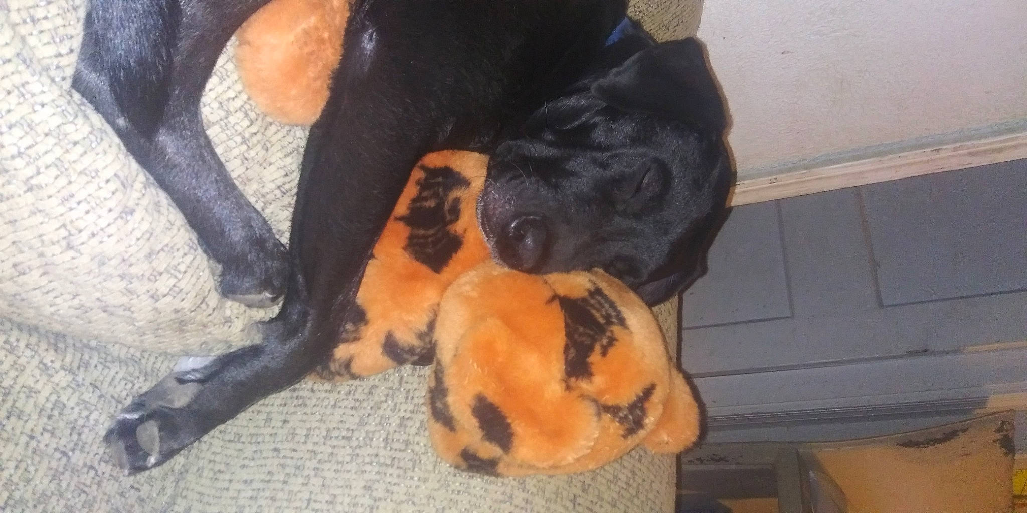 Duke is registered to the contest to win money with this photo: canidae, carnivore, comfort, companion_dog, computer_keyboard, dog, dog_breed, dog_supply, fawn, foot, fur, guard_dog, human_leg, paw, pet_supply, snout, sporting_group, tail, watch, working_animal