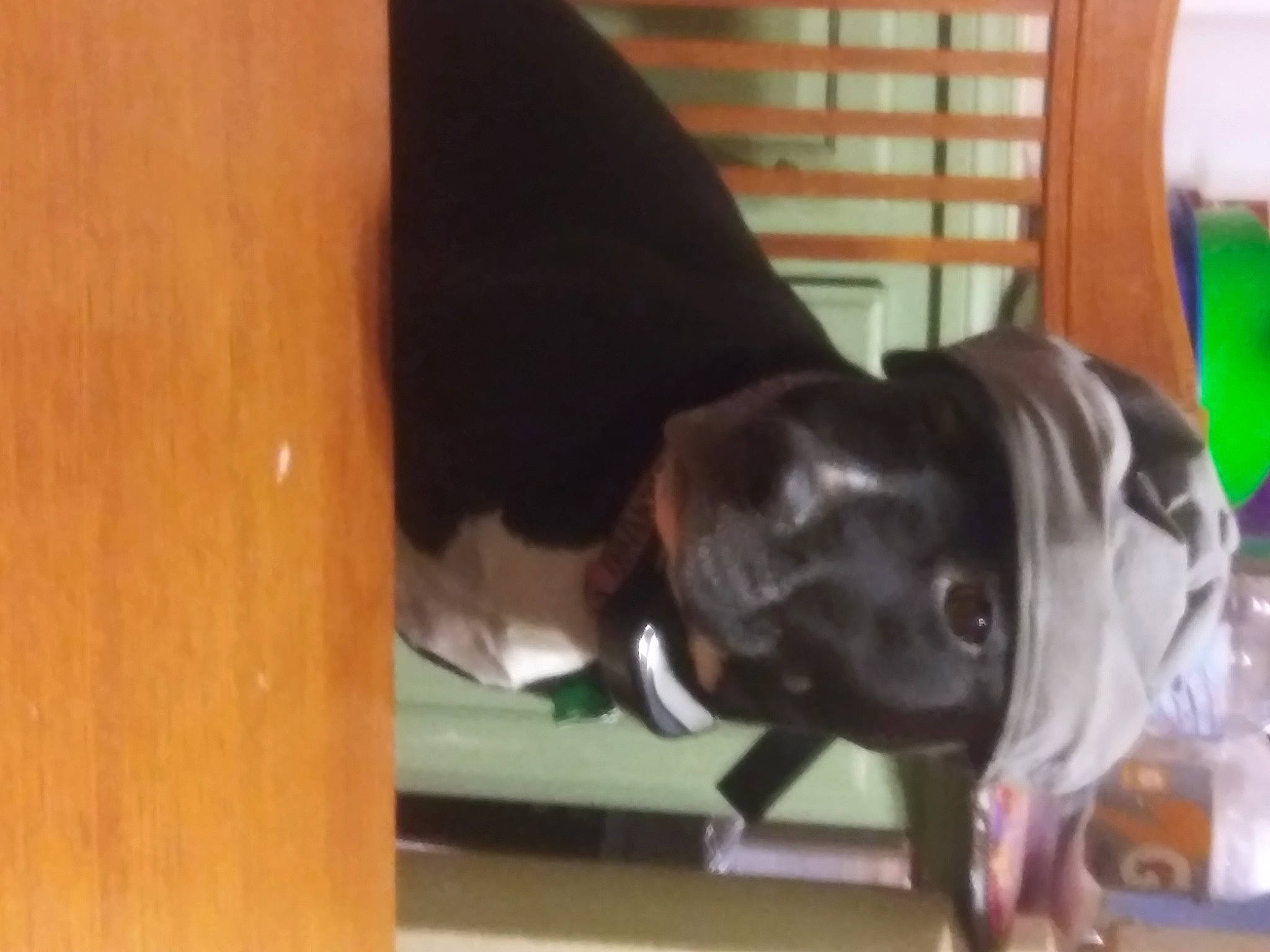 Sharktooth is registered to the contest to win money with this photo: canidae, carnivore, collar, companion_dog, dog, dog_breed, dog_collar, ear, fawn, felidae, guard_dog, hardwood, liver, sculpture, snout, sporting_group, tail, toy_dog, wood, working_animal