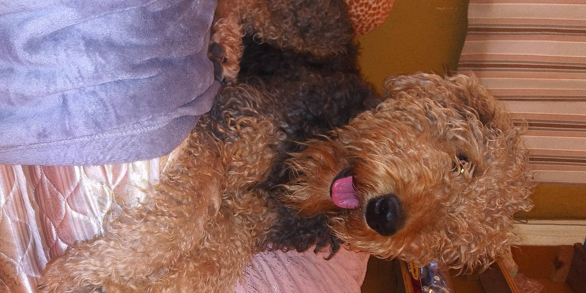 Jager is registered to the contest to win money with this photo: airedale_terrier, canidae, carnivore, companion_dog, dog, dog_breed, dog_supply, fawn, fur, labradoodle, liver, pet_supply, poodle, snout, sporting_group, terrier, toy, toy_dog, water_dog, working_animal