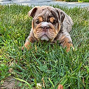 Coco joined the competition — help win amazing prizes! dog, puppy, bulldog, canine, animal, pet, grass, garden, outdoor, portrait, wrinkles, flat_face, brown_and_white, sitting, lying_down, front_view, ears, nose, eyes, lawn