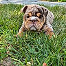 dog, puppy, bulldog, canine, animal, pet, grass, garden, outdoor, portrait, wrinkles, flat_face, brown_and_white, sitting, lying_down, front_view, ears, nose, eyes, lawn