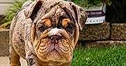 Coco joined the competition — help win amazing prizes! bulldog, dog, canine, pet, wrinkles, standing, outdoor, garden, pathway, lawn, flowers, pink_flowers, potted_plant, greenery, house, portrait, front_view, short_fur, stocky, animal_photography