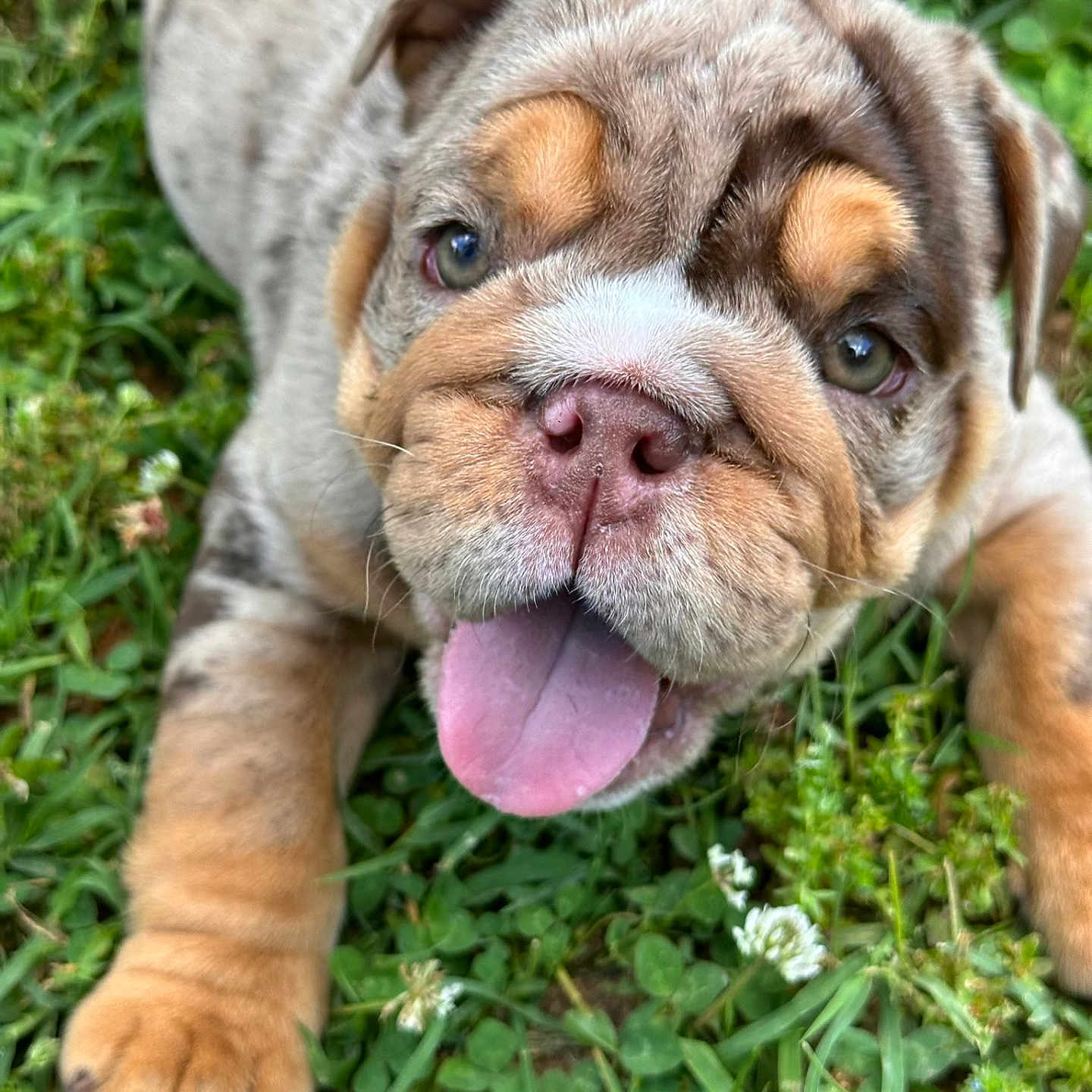 Coco