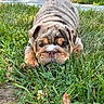 dog, bulldog, puppy, wrinkles, grass, outdoor, garden, lawn, animal, pet, canine, face, portrait, lying_down, front_view, brown, gray, greenery, sunlight, funny